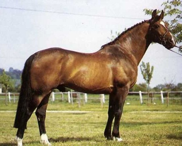 stallion Jalme des Mesnuls (Selle Français, 1975, from Almé)