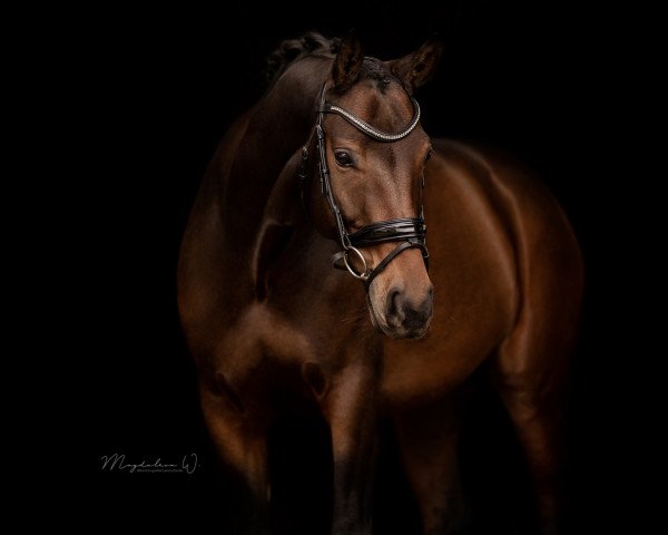 dressage horse Rocklyn (Westphalian, 2013, from Rock Forever NRW)