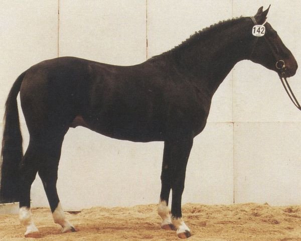 stallion Pik Royal (Hanoverian, 1983, from Pik Bube I)