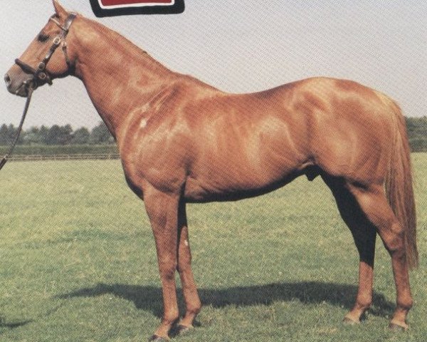 stallion Posse xx (Thoroughbred, 1977, from Forli xx)
