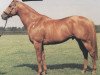 stallion Posse xx (Thoroughbred, 1977, from Forli xx)