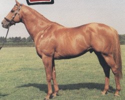 stallion Posse xx (Thoroughbred, 1977, from Forli xx)