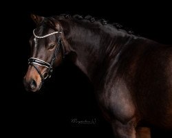 Zuchtstute Dimensions Diamond (Deutsches Reitpony, 2014, von Dimension AT NRW)