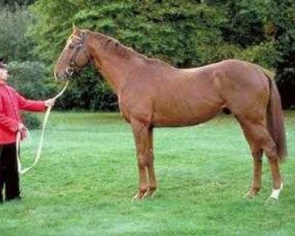 stallion Altayan xx (Thoroughbred, 1983, from Posse xx)