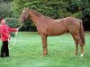 stallion Altayan xx (Thoroughbred, 1983, from Posse xx)