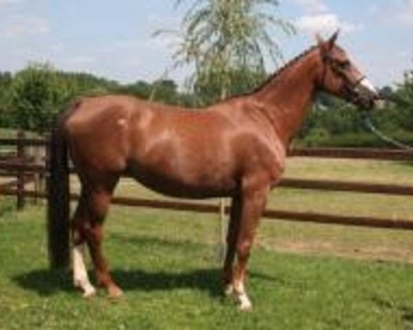 broodmare Pastourelle de Smett (Belgium Sporthorse, 1999, from Baloubet du Rouet)