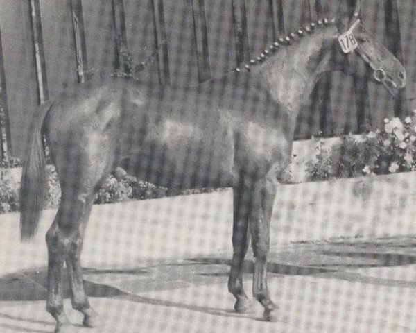 stallion Frühlingswind (Westphalian, 1973, from Frühling)