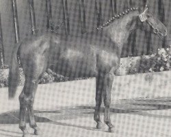 Deckhengst Frühlingswind (Westfale, 1973, von Frühling)