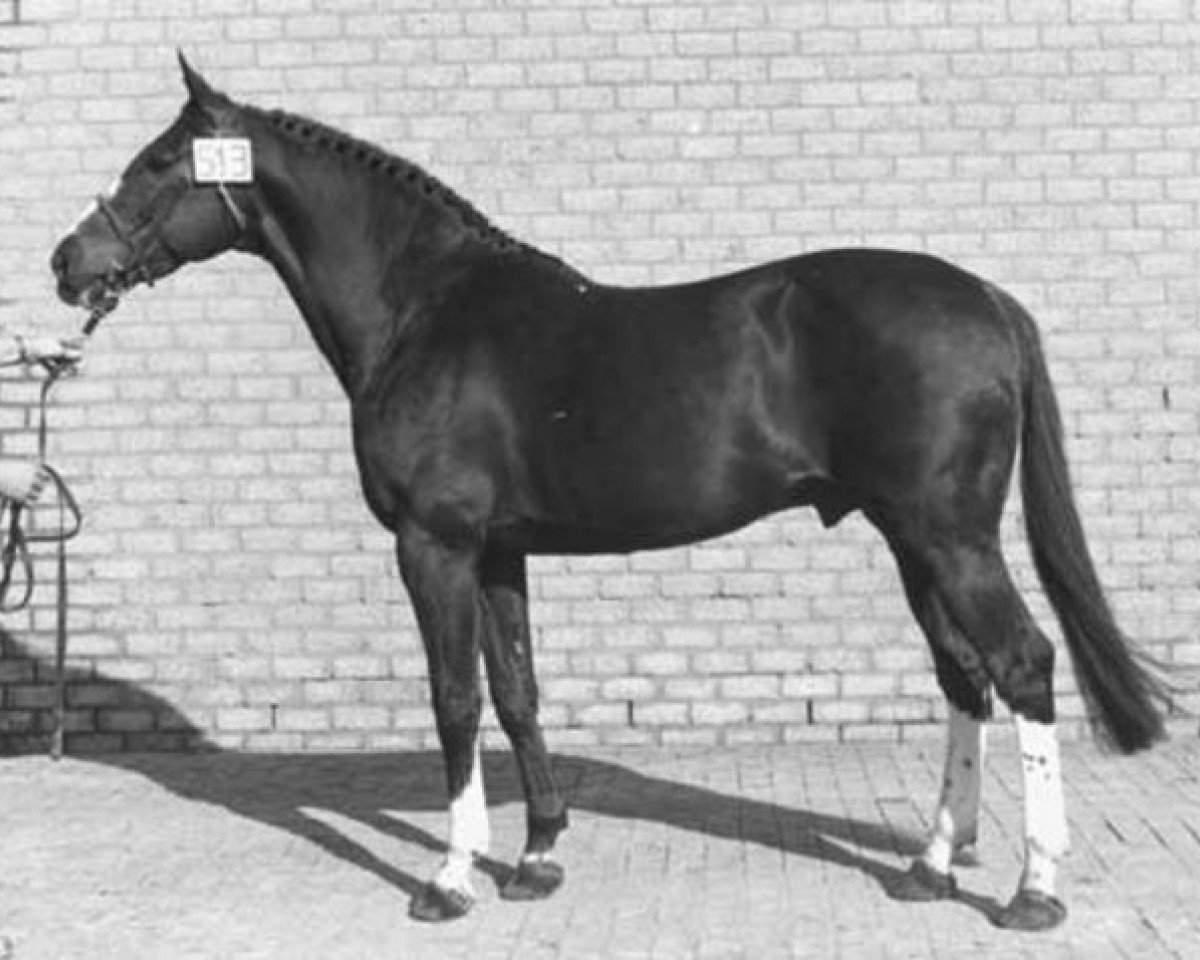 stallion Gurioso (Selle Français, 1965, from Furioso xx)