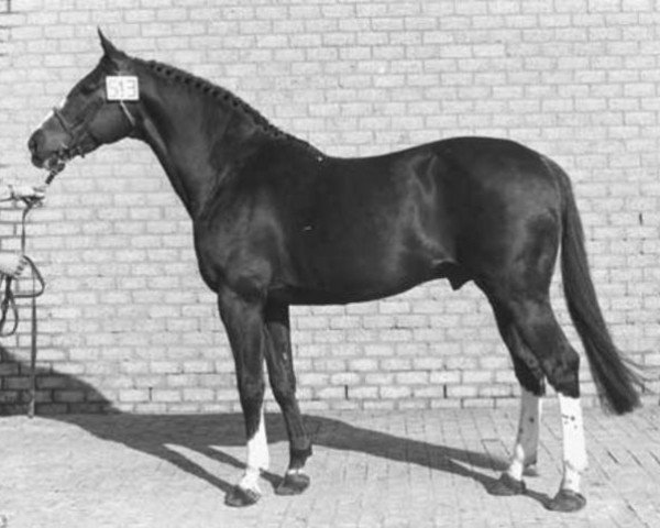 stallion Gurioso (Selle Français, 1965, from Furioso xx)