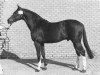 stallion Gurioso (Selle Français, 1965, from Furioso xx)