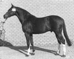 stallion Gurioso (Selle Français, 1965, from Furioso xx)