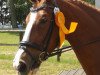 dressage horse Dear Princess (Hanoverian, 2009, from Don Henrico)