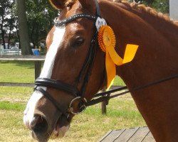 dressage horse Dear Princess (Hanoverian, 2009, from Don Henrico)