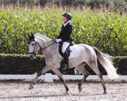 broodmare Vivien 44 (German Riding Pony, 2005, from Vivaldi)