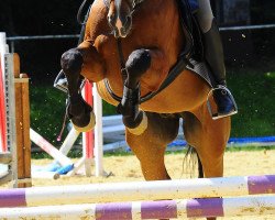 Springpferd Raibach BE (Rheinländer, 2004, von Röwer BE)