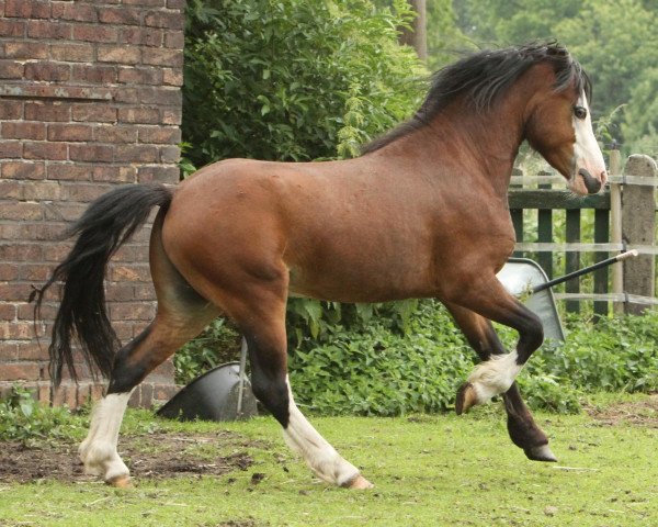 Pferd Amicello (Welsh Mountain Pony (Sek.A), 2010, von Brynrodyn Bonheddwr)