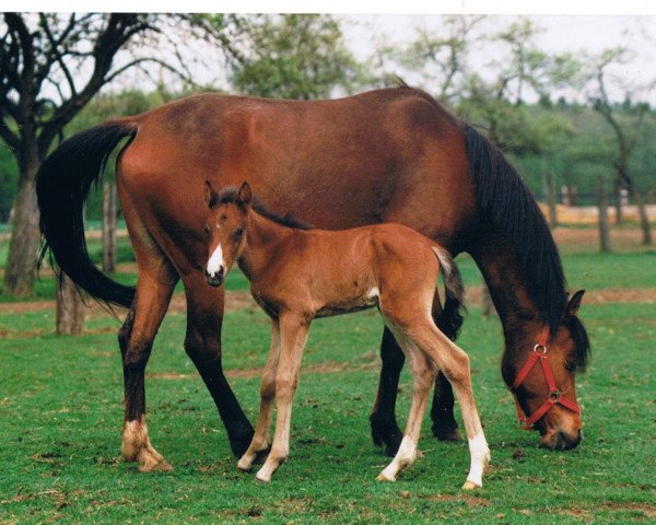 broodmare Ninifee (German Riding Pony, 1992, from Nansen)