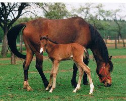 broodmare Ninifee (German Riding Pony, 1992, from Nansen)