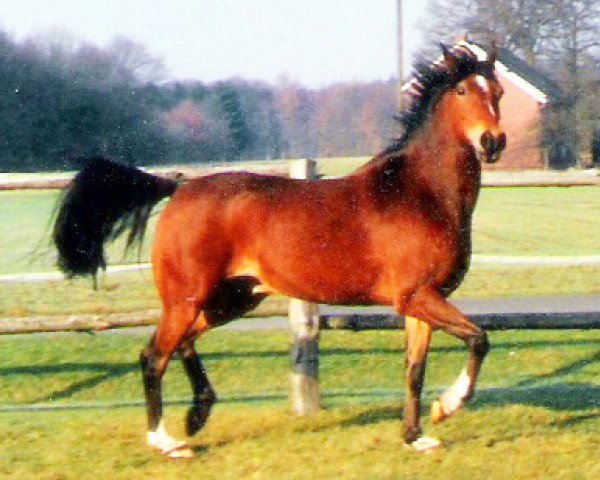 Pferd Nardus (Deutsches Reitpony, 1982, von Naron 1 RP)