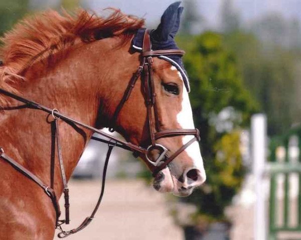 jumper Tip Top Mury Marais Z (Zangersheide riding horse, 2007, from Tinka's Boy)