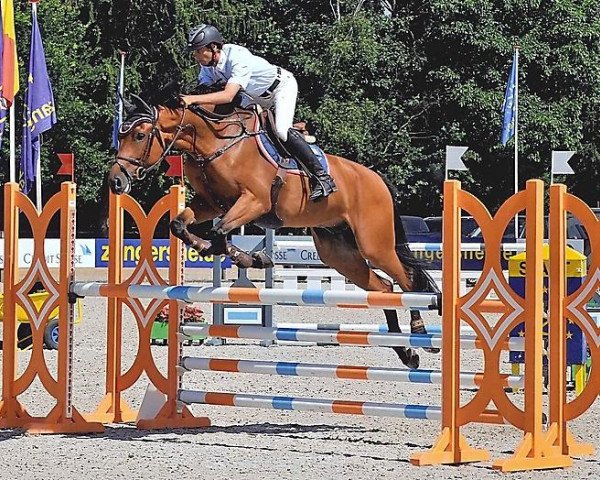 jumper Charmeur Mury Marais Z (Zangersheide riding horse, 2008, from Crown Z)