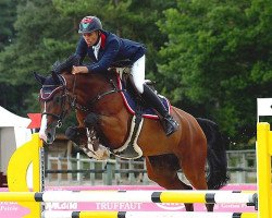 Springpferd Apogee du Mury Marais Z (Zangersheide Reitpferd, 2006, von Air Jordan Z)