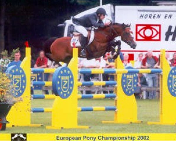 stallion Machno Carwyn (Welsh-Cob (Sek. D), 1992, from Carregcoch Bleddyn)