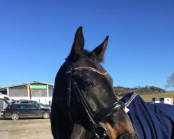 dressage horse Flashdance 87 (Hanoverian, 2016, from Franziskus FRH)