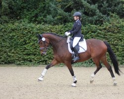 jumper Volvic Touch (Hanoverian, 2014, from Viscount 22)