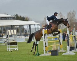 jumper Alice Mury Marais Z (Zangersheide riding horse, 2006, from Air Jordan Z)