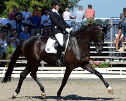 dressage horse Soiree de Saumur (Oldenburger, 2008, from San Amour I)