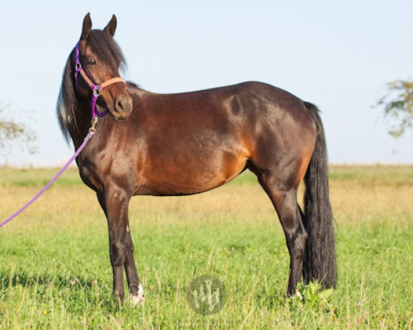 broodmare Glorious Rogue (Mustang, 2010)