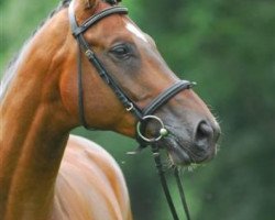 dressage horse Woody 83 (Hanoverian, 1998, from Waldstar xx)