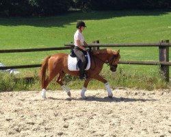 dressage horse Dreamdancer pur emotion (German Riding Pony, 2010, from Dream of Lord)