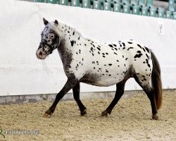 Zuchtstute Pipi van 't Zesspan (Shetland Pony, 2000, von Rocky van de Hoeve)