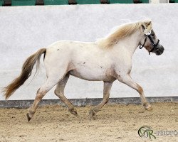 Zuchtstute Mona of Grateful (Shetland Pony, 2009, von Koen van de Bloemenstraat)