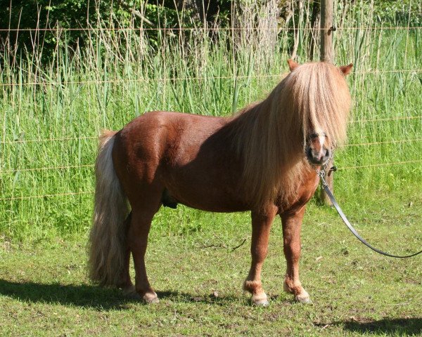 Deckhengst Danny v.d. Renshoeve (Shetland Pony (unter 87 cm), 2010, von Ice Breaker van de Beemster)