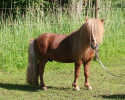 stallion Danny v.d. Renshoeve (Shetland pony (under 87 cm), 2010, from Ice Breaker van de Beemster)