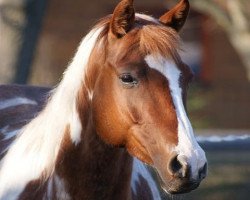 broodmare Aaliyah (Pinto / Small Riding Horse, 2003, from Asterix)