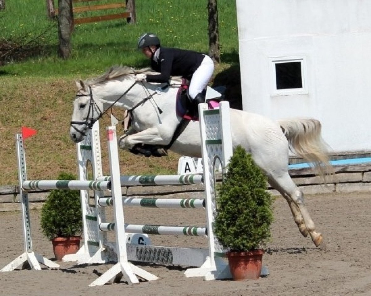 broodmare Cilly M (Zweibrücken, 2002, from Cesano II)
