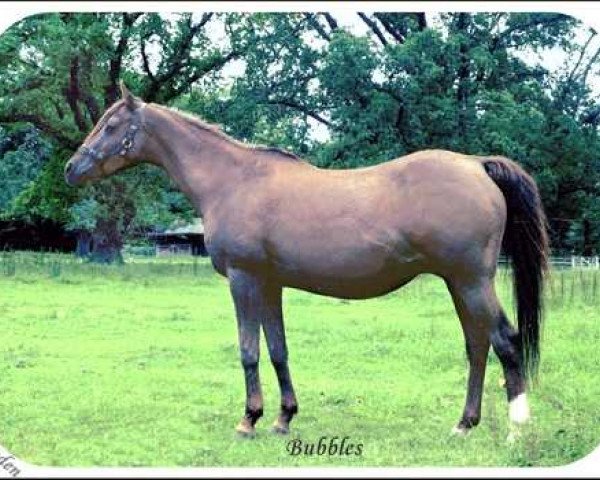 broodmare Bubbles (Arab half breed / Partbred, 1955, from Count Dorsaz ox)