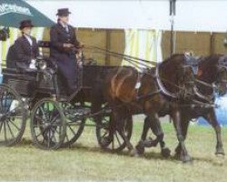 Pferd Erko (Schweres Warmblut, 2002, von Egner)