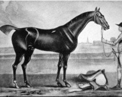 stallion Bay Bolton xx (Thoroughbred, 1705, from Grey Hautboy xx)