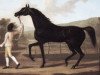 stallion Oroonoko xx (Thoroughbred, 1745, from Crab xx)