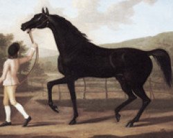 stallion Oroonoko xx (Thoroughbred, 1745, from Crab xx)