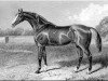 stallion Trumpeter II xx (Thoroughbred, 1856, from Orlando xx)