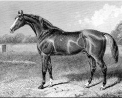 stallion Trumpeter II xx (Thoroughbred, 1856, from Orlando xx)