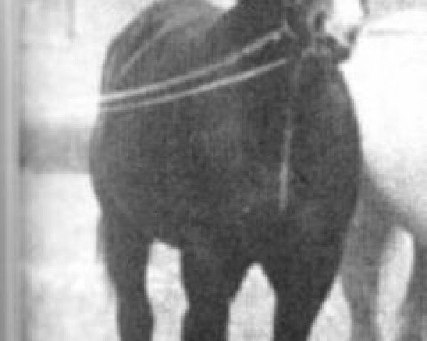 stallion Flugfeuer I (Hanoverian, 1920, from Fling)