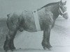 horse Espoir de Quaregnon B.S. (Brabant/Belgian draft horse, 1925, from Avenir d'Herse)